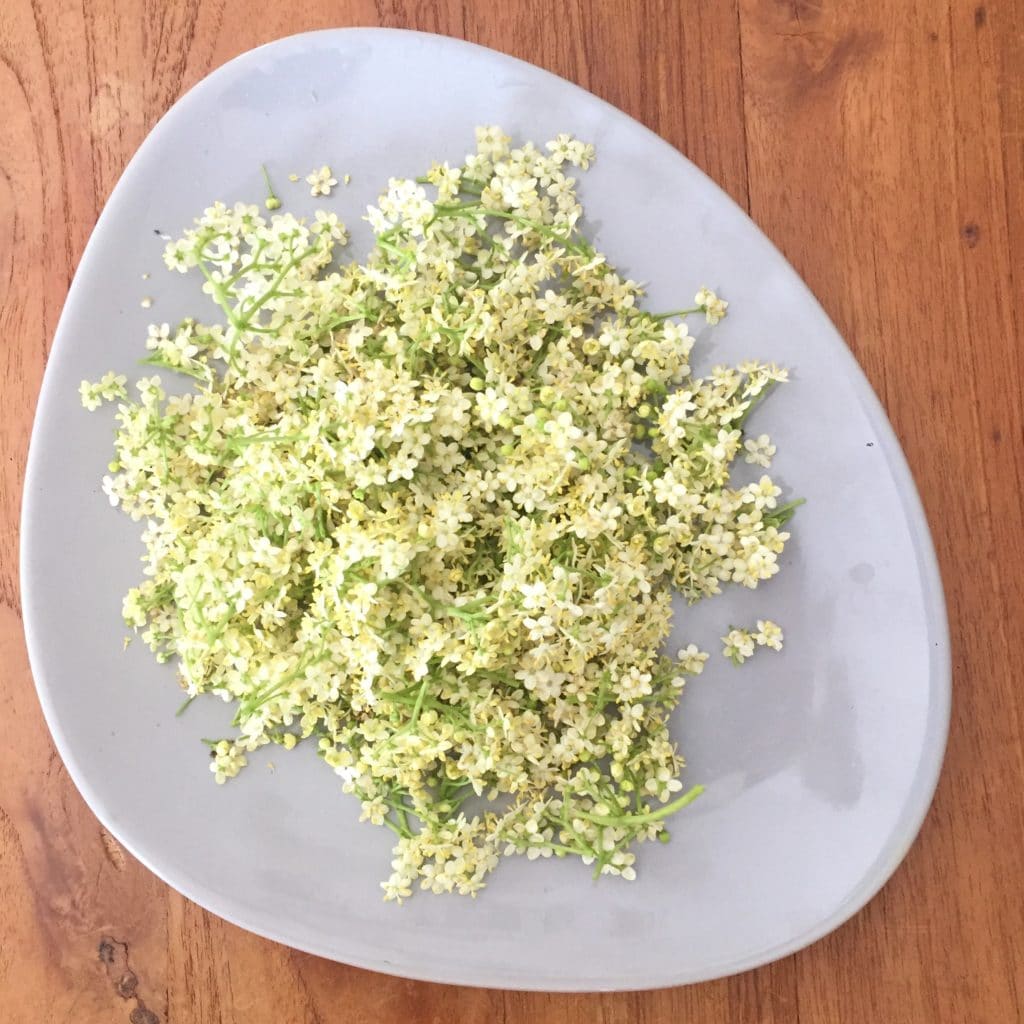 Fleurs de sureau noir pour faire du sirop (recette facile et rapide) Fleurs de sureau noir pour faire du sirop (recette facile et rapide)