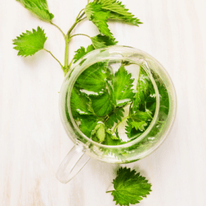 Tisane aux orties fraîches