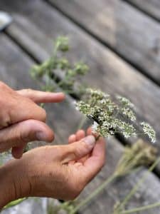 Fleurs de berce commune (+ cuisiner la berce)